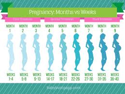 Pregnancy Diagrams Month By Month Get Rid Of Wiring