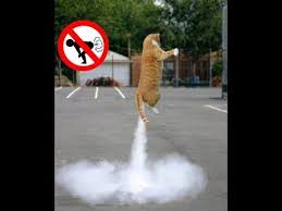 Try Not To Laugh Challenge Funny Cats And Dogs Funny Dogs And Cats Scared Of Farts Compilation Try Not To Laugh Dog Cat Funny Cats And Dogs Funny Animal Videos