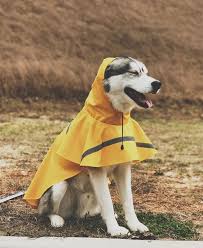 Blu The Husky In A Raincoat