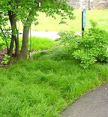 Whether it is a residential or a commercial property our staff will ensure that they get rid of all the pests and bugs hidden in your lawn! Pennsylvania Sedge Grass Image Lawn Alternatives Native Garden Front Yard Garden