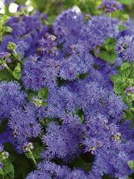 Rabbits can cause a lot of damage in both the flower and vegetable garden. Rabbit Resistant Plants Hgtv