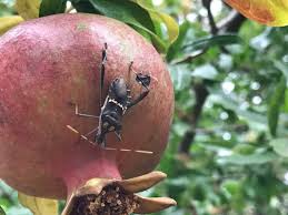 They put off a bad smell and often fly away and return to lay eggs by somehow piercing the pomegranate which will. What Are Leaf Footed Bugs And Are They Harmful Dengarden