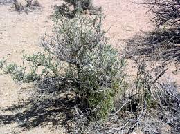 Image result for Menodora