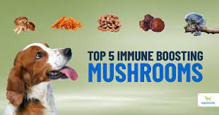 Can Dogs Eat Mushrooms The Safe Unsafe List Dogs Naturally