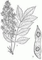 Image result for Philenoptera