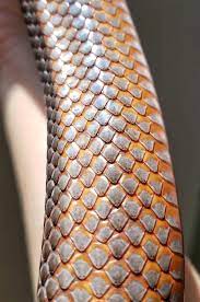 The Metallic And Blazing Orange Scales Of Fea The Baird S Rat Snake Snakes Snake Drawing Snake Art Pretty Snakes