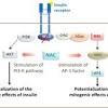 Nac is an amino acid and a powerful antioxidant. 1