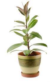 Perennial, woody shrub or tree. Rubber Plant Ficus Elastica Care And Growing Information