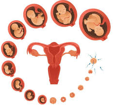 Human Embryo Illustrations Royalty Free Vector Graphics Clip Art In 2020 Free Vector Graphics Human Embryo Vector Free