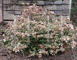 It is medium in size at 4 feet tall and wide. Horticopia Abelia X Grandiflora Abelops Sunshine Daydream Glossy Abelia