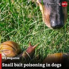 Image result for Metaldehyde Poisoning