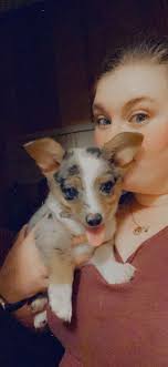 Starsky the 3-month-old Pembroke Welsh Corgi