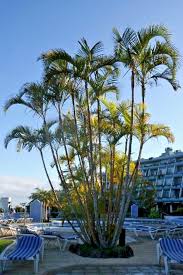 Image result for Dypsis lutescens