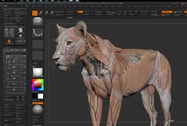 1500 x 1204 jpeg 208 кб. Artstation Lion Anatomy Maria Panfilova