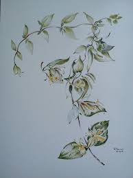 Top 47 best honeysuckle tattoo ideas 2020 inspiration guide top 103 black and gray tattoos ideas 2020 inspiration guide top 91 best robin tattoo ideas 2020 inspiration guide top 87 best simba tattoo ideas 2020 inspiration guide prev article. Watercolor Honeysuckle Vine Drawing Vine Tattoos Honeysuckle Tattoo