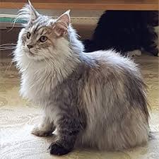 Rehome buy and sell, and give an animal a forever home with preloved! Our Cats Maine Coon Kittens For Sale In Uk Edenmaine