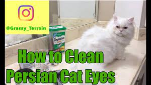 How To Clean Persian Cat Eyes - Youtube