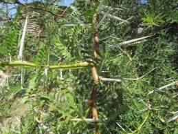 Image result for Chascanum pumilum