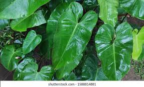 Philodendron erubescens ( blushing philodendron ). Philodendron Erubescens Blushing Philodendron Species Flowering Stock Photo Edit Now 1588814881