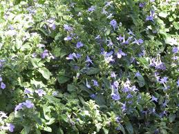 Image result for Barleria crassa