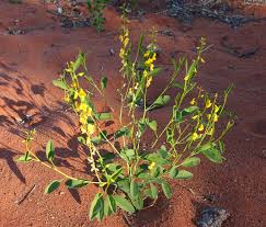 Image result for Crotalaria sphaerocarpa