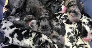 All pky danes puppies are dewormed 3 times, have their dew claws removed, are microchipped, vet. 19 Great Dane Puppies Delivered At Kingman Animal Hospital