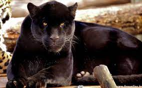 Panther Wallpapers Download Free Black Panthers Hd Wallpaper Animals Panther Jaguar Leopard