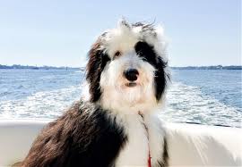 Find sheepadoodles for sale near you or sell to local buyers. Sheepadoodle Designer Dog Breed Sheepadoodles Poodle Old English Sheepdog Mix