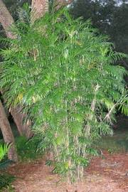 Image result for Chamaeclitandra