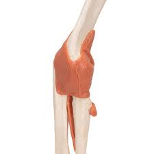 A ligament serves as a tether between the bones. Anatomical Models Human Joint Models Deluxe Functional Elbow Joint Model