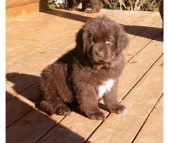 Laura rader & rob rader. Brown Newfoundland Puppy Newfoundland Puppies Newfoundland Dog Puppy Brown Newfoundland Puppy