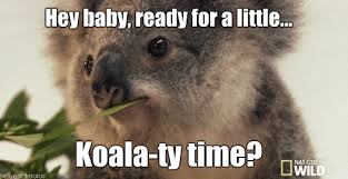 23 Surprising Pickup Lines That Actually Worked Koala Meme Funny Koala Pick Up Lines Funny