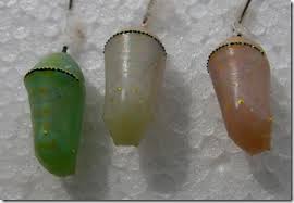 Mosi Outside Variations On A Theme Chrysalis Colors