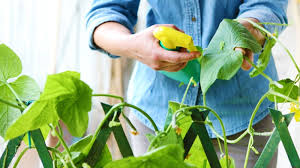 This natural form of pest control, adding beauty to our gardens or nutrition to our bodies, sounds so much better than the a lot of vegetable plants will thrive when petunias are planted close by, as petunias trap so many bugs and pest insects. 7 Organic Insecticides You Can Make At Home Garden Season