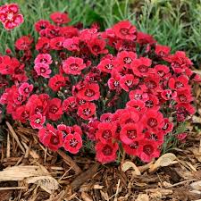 Image result for Dianthus