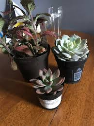 Are sturdy to sustain optimal effectiveness in different conditions. Found These Babies At Home Depot Today A California Sunset Graptosedum And A Lola Hybrid Echeveria I Know The Fittonia Isn T A Succulent But Those Leaves Are Gorgeous Also Snagged Some 50