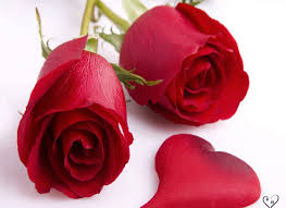 ورده حمراء رومانسيه اروع واجمل اشكال الورود الحمرا صور حب