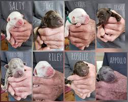 Sometimes we know what they are mixed with; Labrador Retriever Breeder Names New Puppies After 9 11 Search And Rescue Dogs