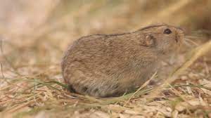 Look through examples of lemming translation in sentences, listen to pronunciation and learn grammar. Steckbrief Steppen Lemming Wissen Swr Kindernetz