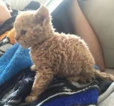 8 Unique Curly Haired Cat Breeds That Suitable For Family S Pet Devon Rex Cats Curly Haired Cat Rex Cat