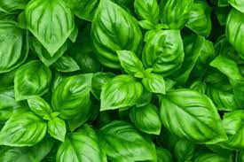 But make sure that the pot has good drainage most herbs thrive in typical garden soil, as long as it has good drainage. Best Herbs That Grow In Full Sun