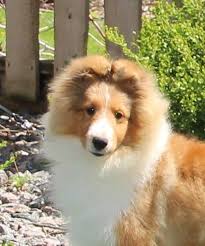 Don't miss what's happening in your neighborhood. Weis Shelties About Us