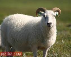 صور الخروف معلومات عن الخروف Animals Pics Lamb