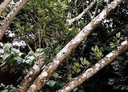 Image result for Syzygium owariense