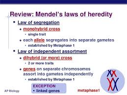 Chapter 14 Mendel Biology Lessons Biology Revision College Note Taking