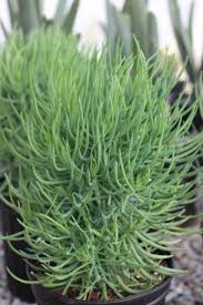 Image result for Senecio hochstetteri