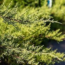 Image result for Juniperus