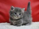 Munchkin Cat Breed Profile | Petfinder