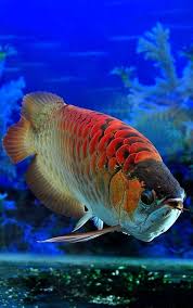 100 Ide Ikan Arwana Ikan Ikan Akuarium Akuarium