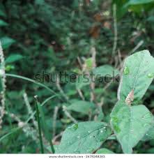 Image result for Cyathula